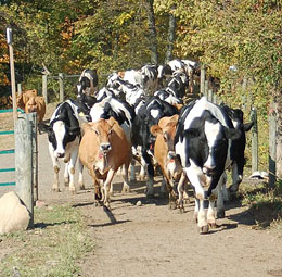 Knollbrook Farm in Goshen, Indiana raises Holstein and Jerseys, in addition to the pumpkin patch and corn maze.