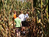 Tall, rustling corn can get a gang pretty confused, but they'll love it at Knollbrook Farm in Goshen, Indiana