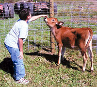 Visitors often see us tending our livestock and calves at Knollbrook Farm in Goshen, Indiana