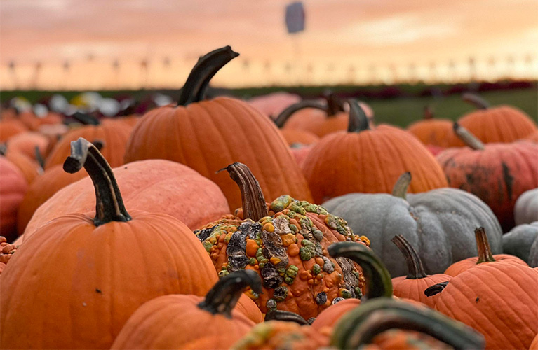 Pre-picked pumpkins from the Knollbrook Farms pumpkin patch ready for sale.